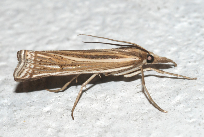 Crambidae